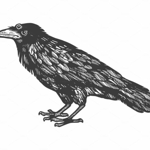 crow cliparts 2024