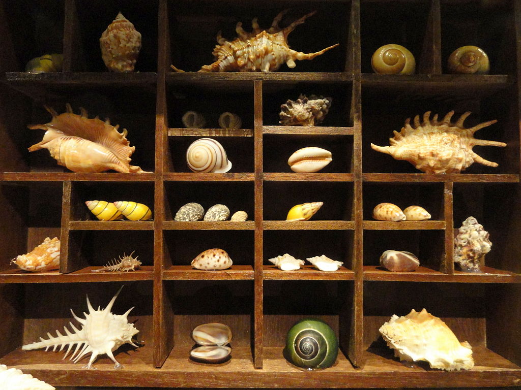 Curiosities, Oddities, and Collecting - Molly Brown House Museum
