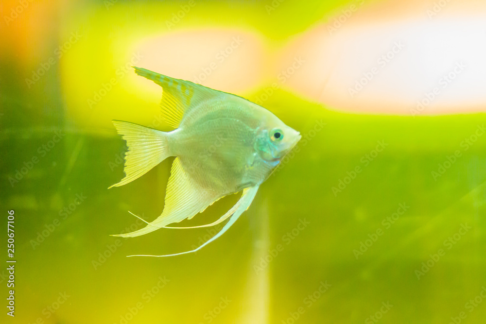 cute angelfishs