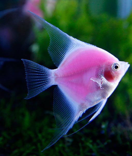 Pink Angelfish Care Guide - Your Aquarium Place