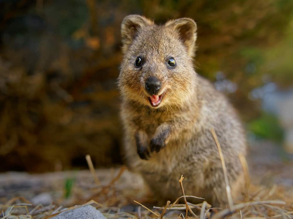 The 20 Cutest Animals in the World (With Photos) | Ultimate ...
