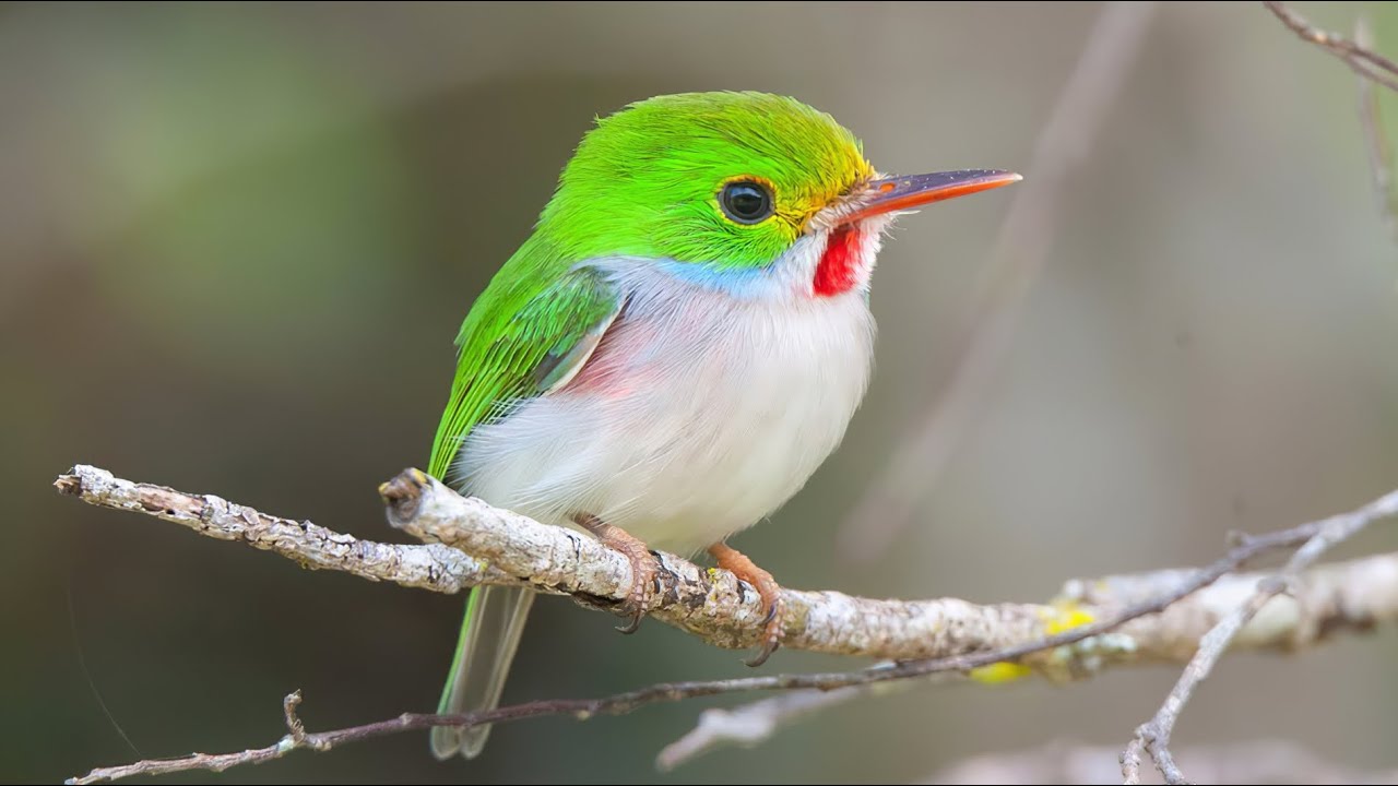 12 Cutest Birds in the World