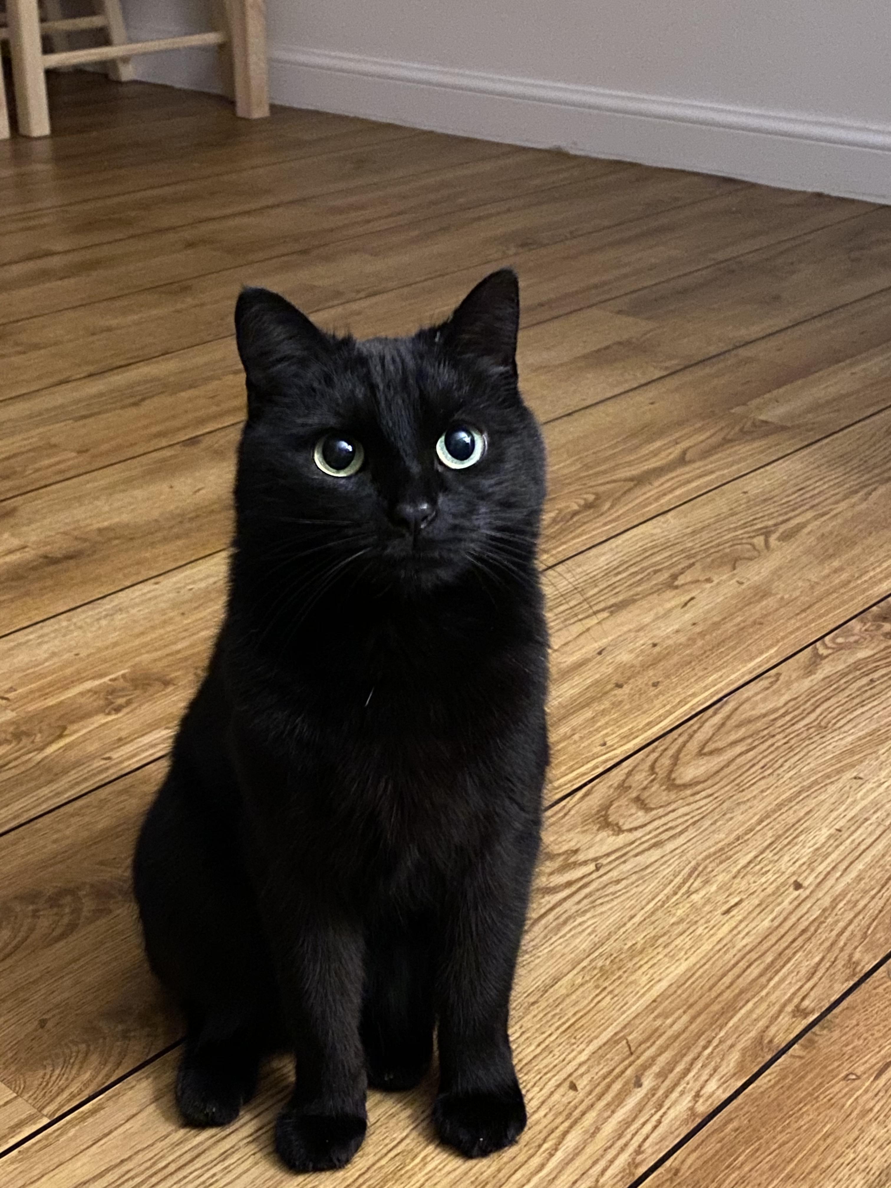cute black cat pictures