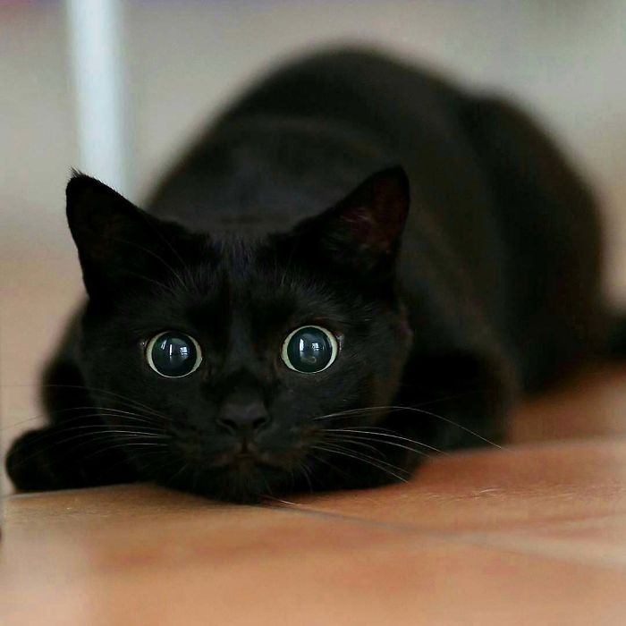 cute black cat pictures