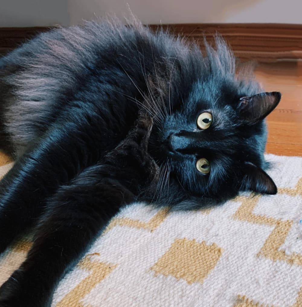cute black cat pictures