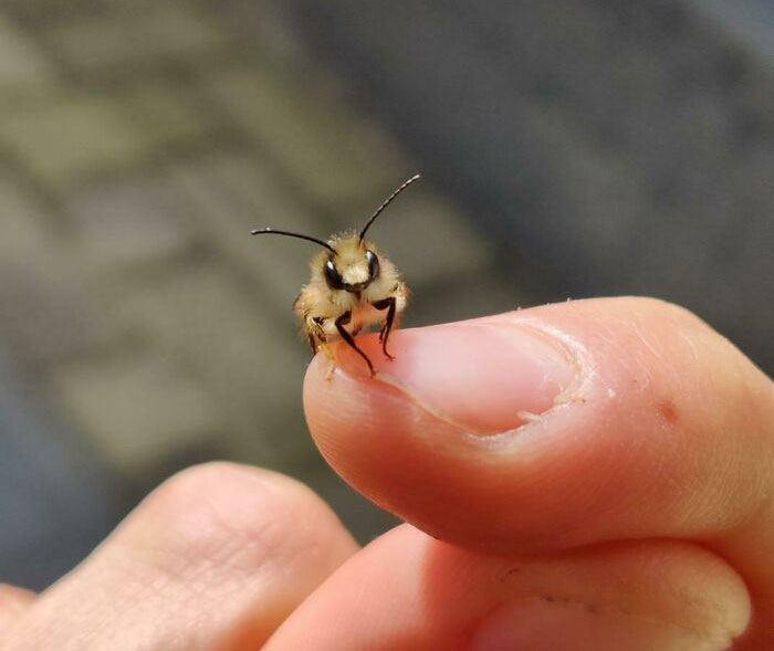 30 Beautiful And Cute Bugs You May Not Have Seen Before | Bored Panda