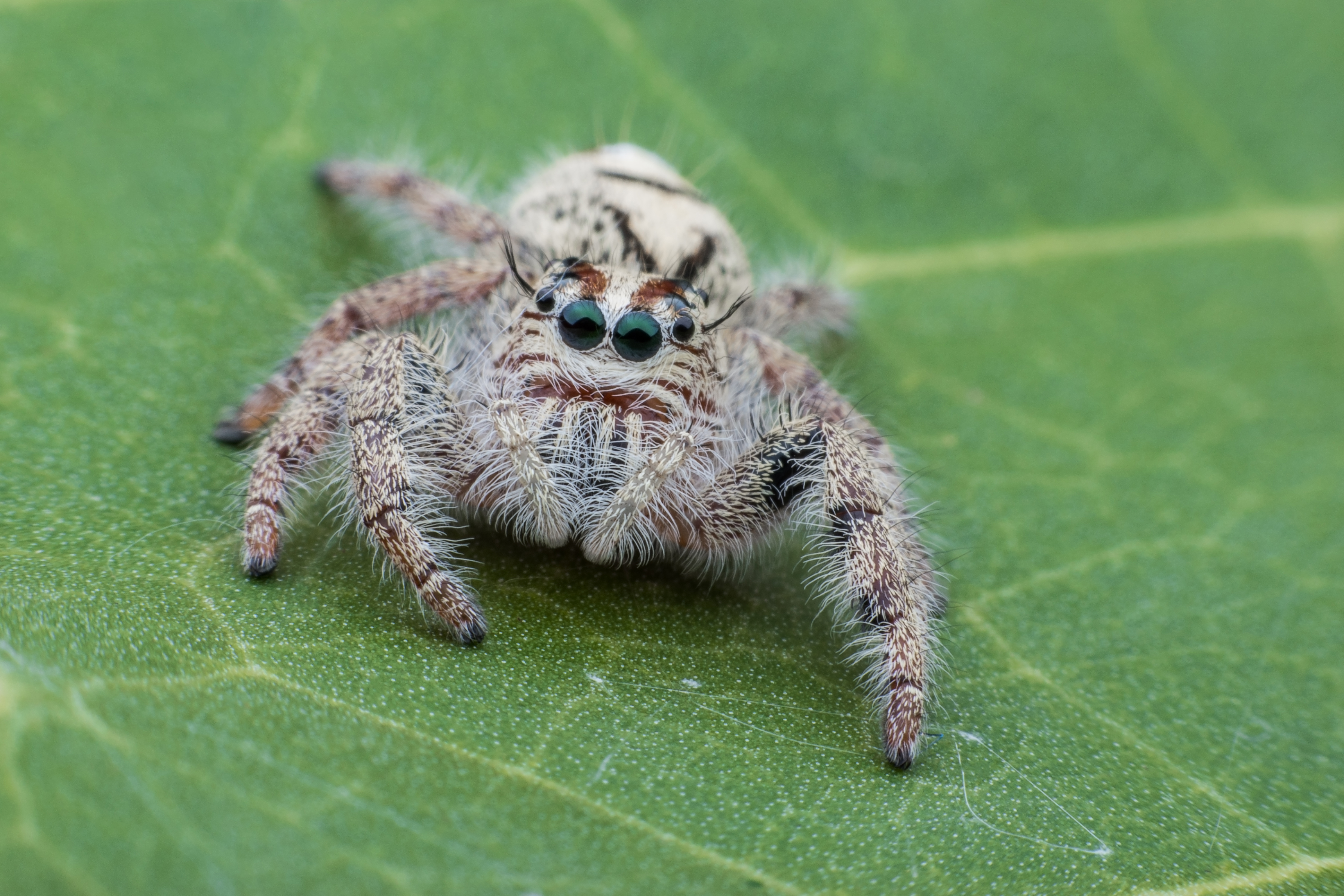 Worlds Cutest Critters: 9 Adorable Bugs Youll Want To Cuddle