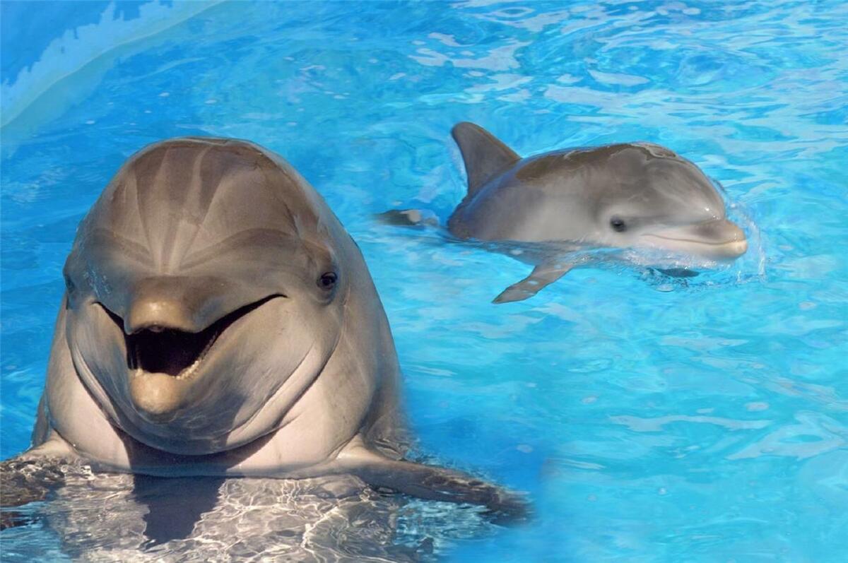 cute dolphins