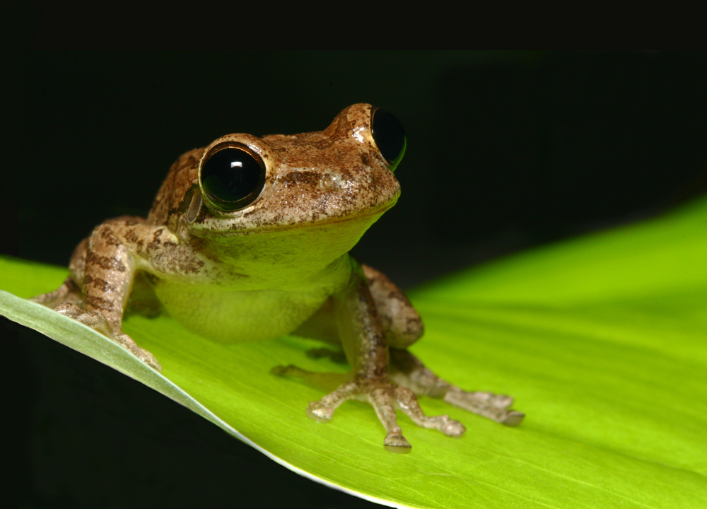 cute frog images