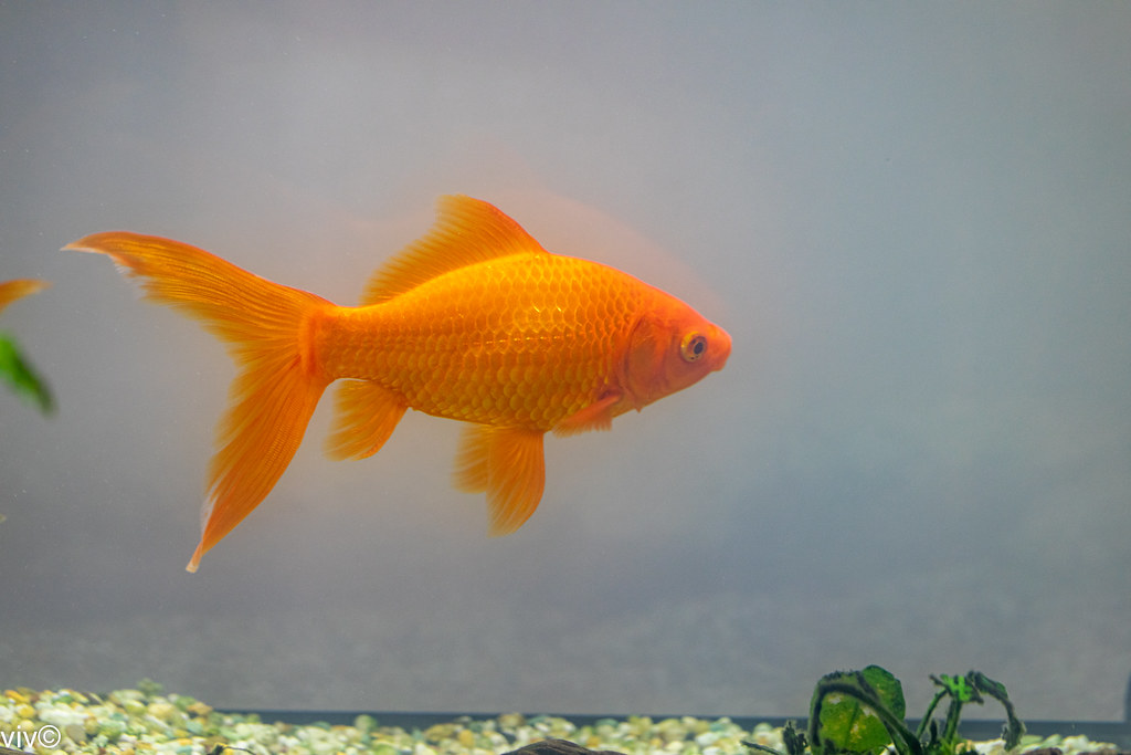 Our cute Goldfish | The goldfish (Carassius auratus) is a fr… | Flickr