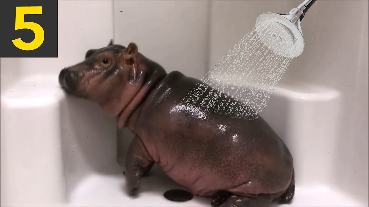 Top 5 Cute Hippos getting Watered