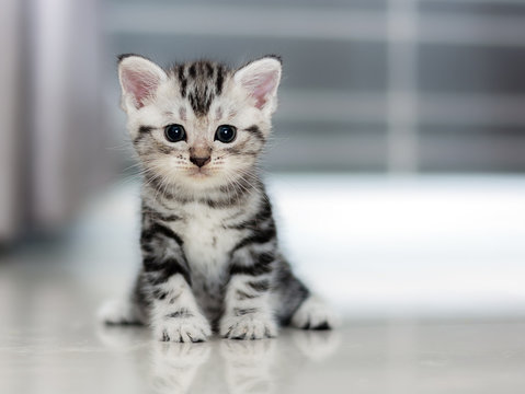 cute kitten