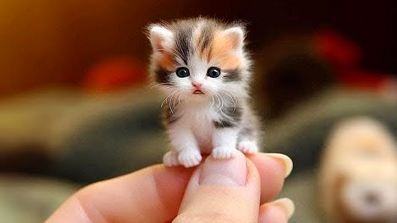 Funny cats here! ? 10 Minutes of adorable Kittens for a good mood!