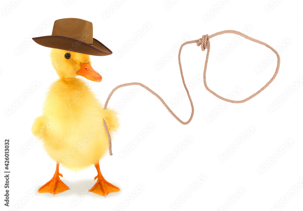 Cute duckling cowboy duck with lasso funny conceptual photo Stock ...
