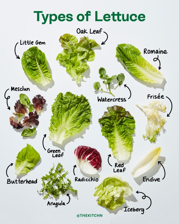 Cute lettuce Sticker | Spreadshirt