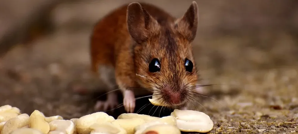 Are Cute Little Mice Good To Have Around?