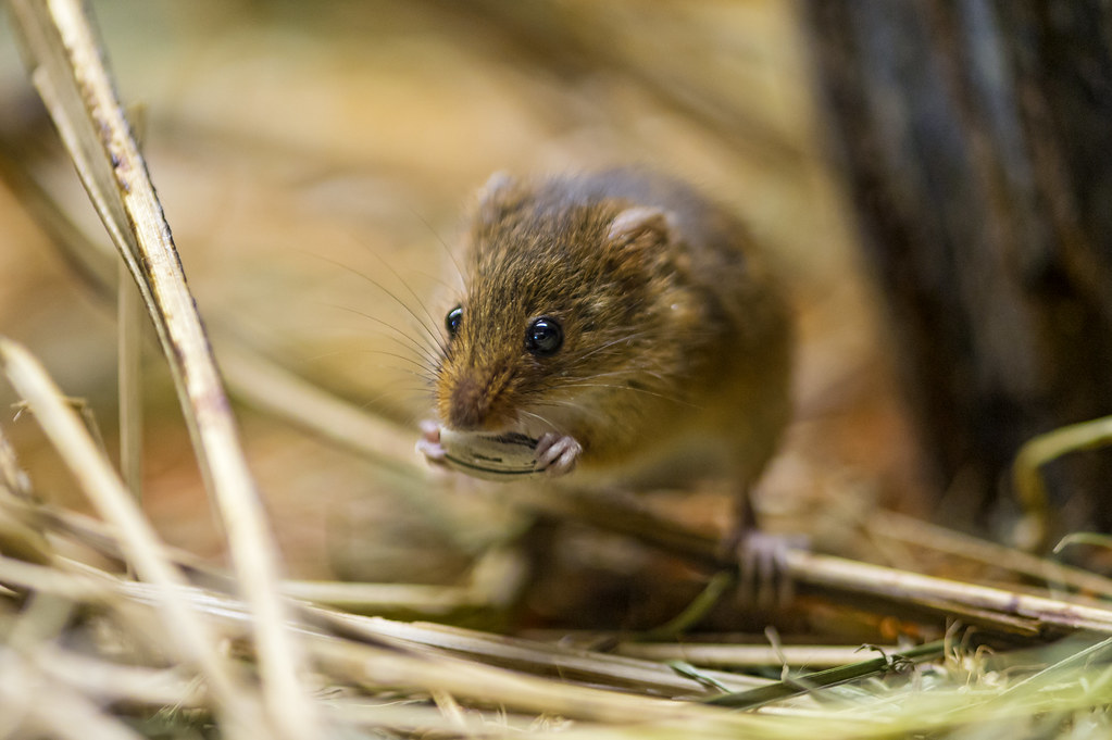 Eating cute little mouse | One of these cute and tiny mice e… | Flickr