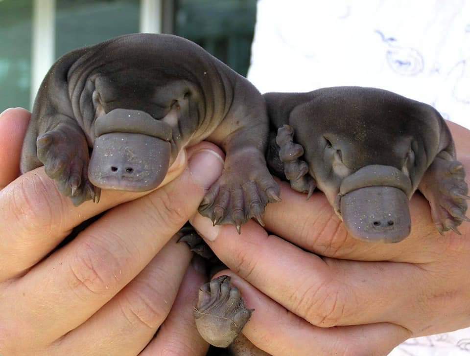 cute pictures of platypuses