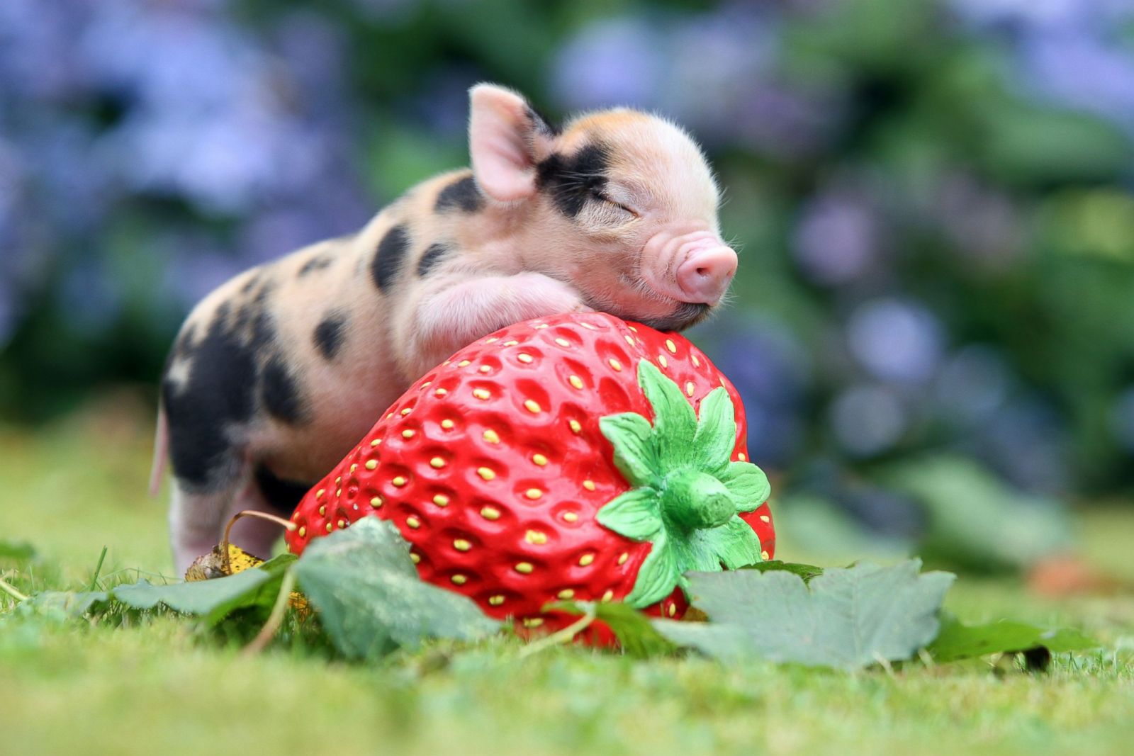 cute pig