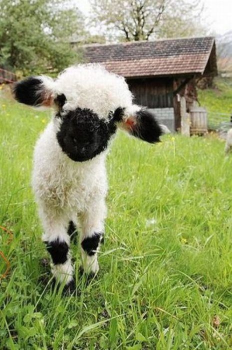 Cutest Sheep EVER! - The Knit Picks Staff Knitting Blog