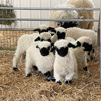 Cutest sheep in the world (and Ohio) – Ohio Ag Net | Ohios ...
