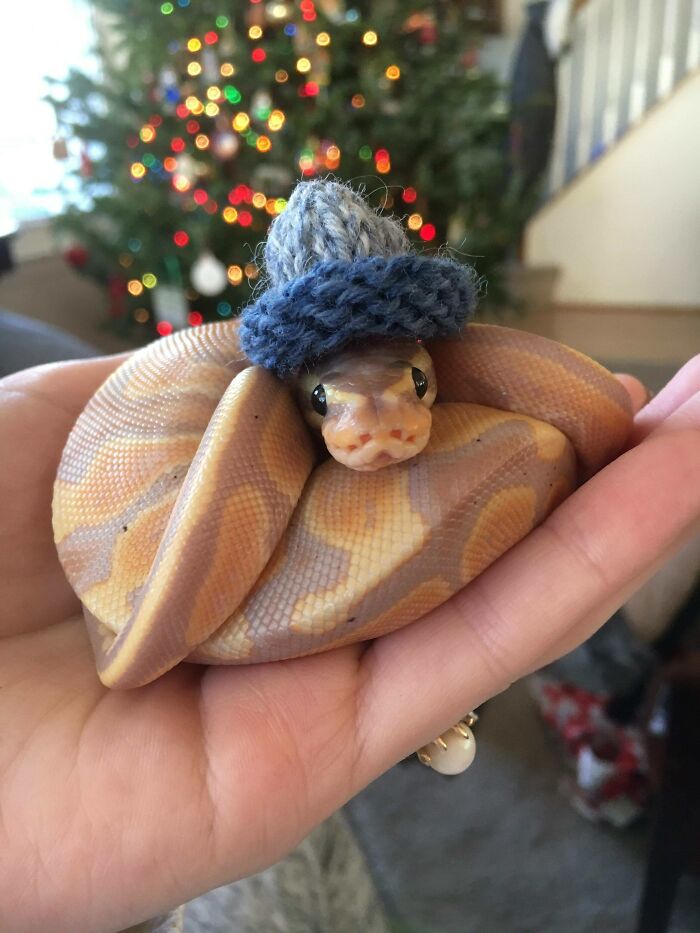 cute snakes