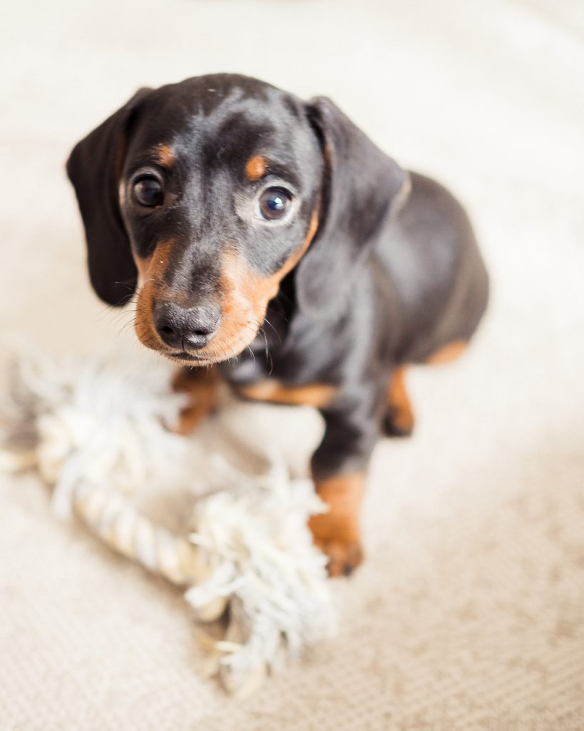 dachshund puppys