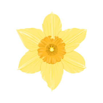 daffodil cartoon