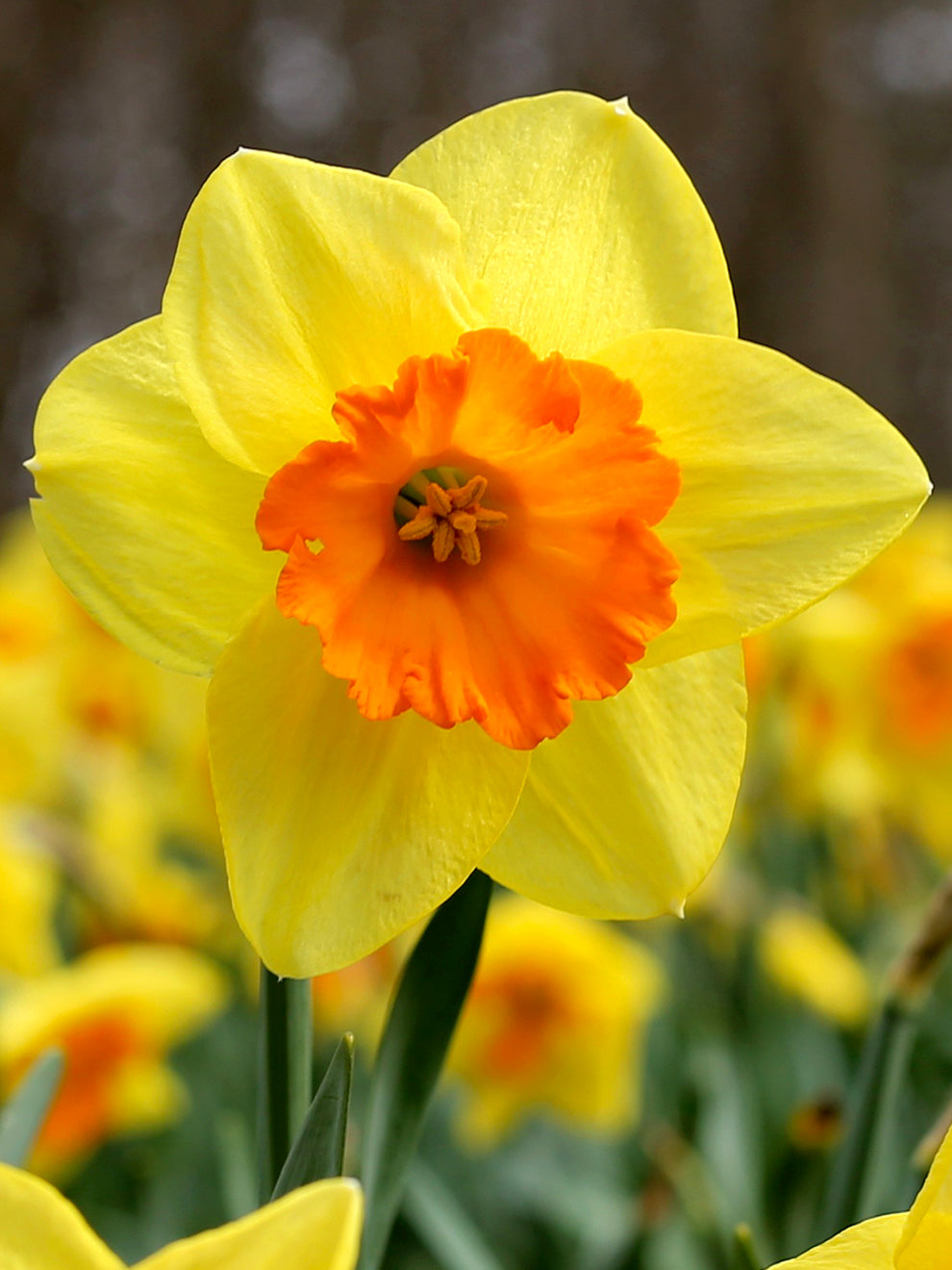 daffodil pictures