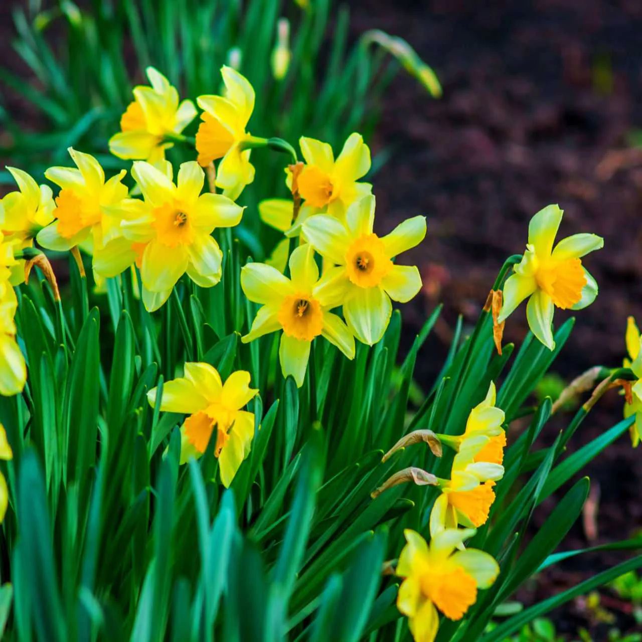 daffodil pictures