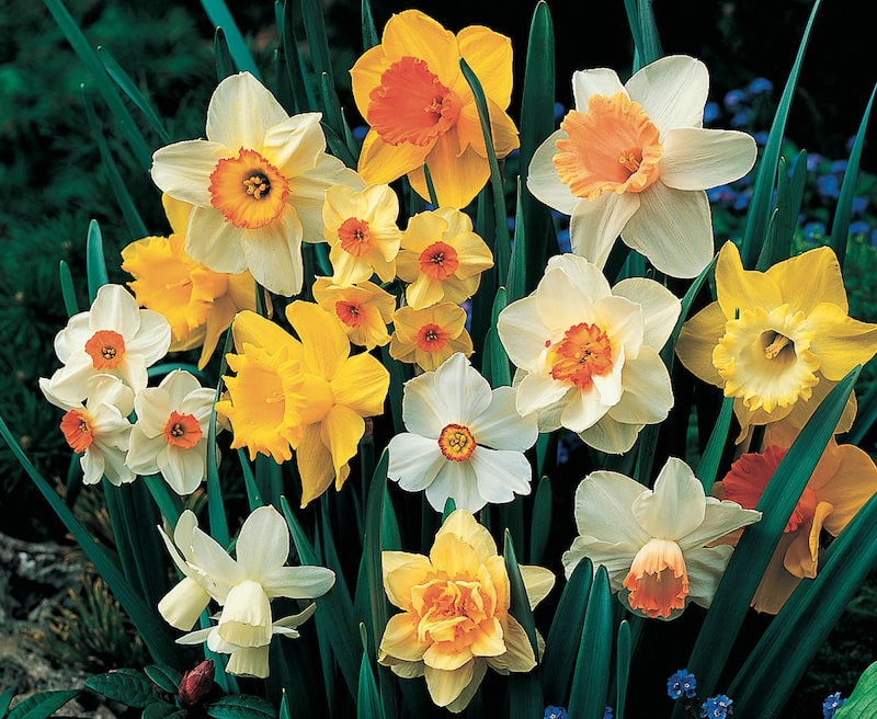daffodils pictures