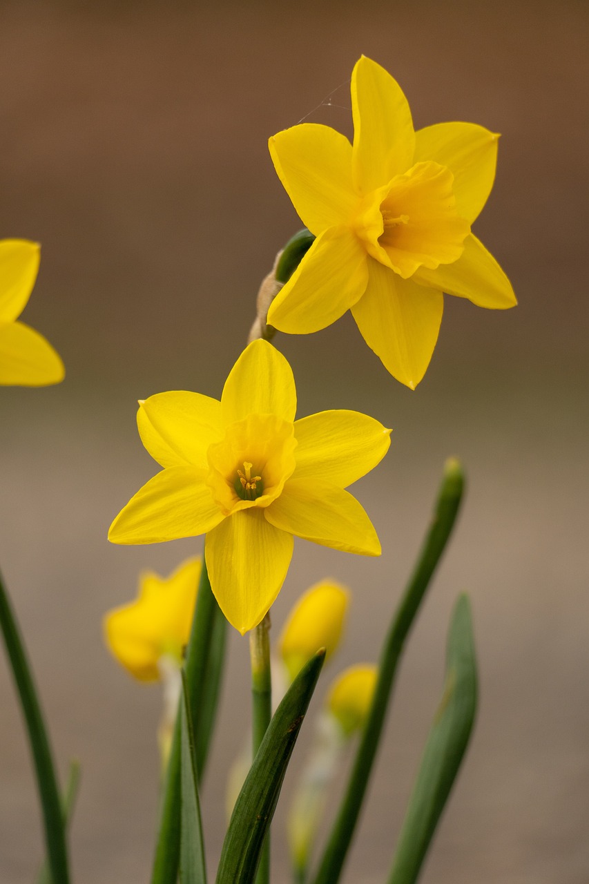 3,000+ Free Daffodils &amp; Nature Images - Pixabay