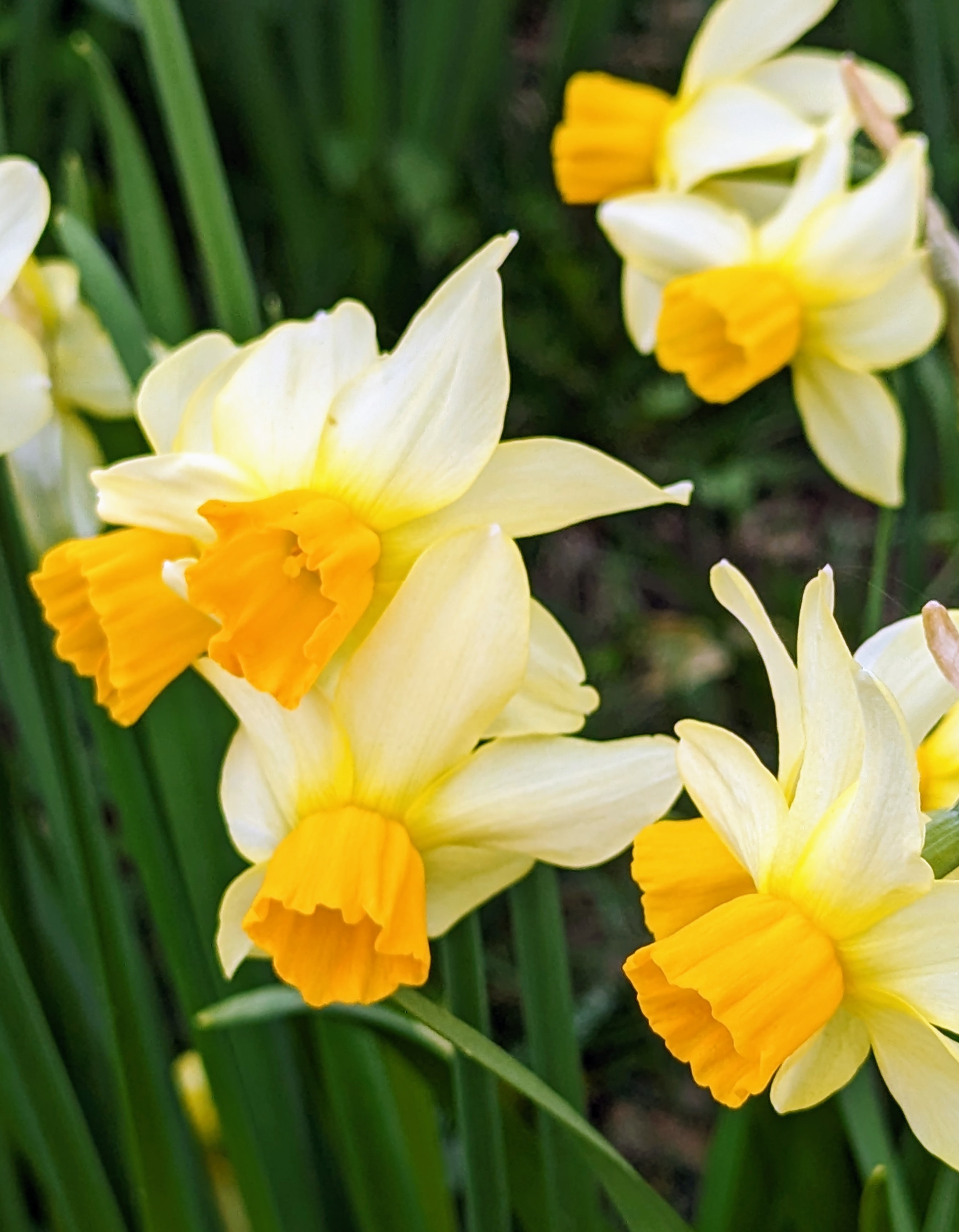 daffodils