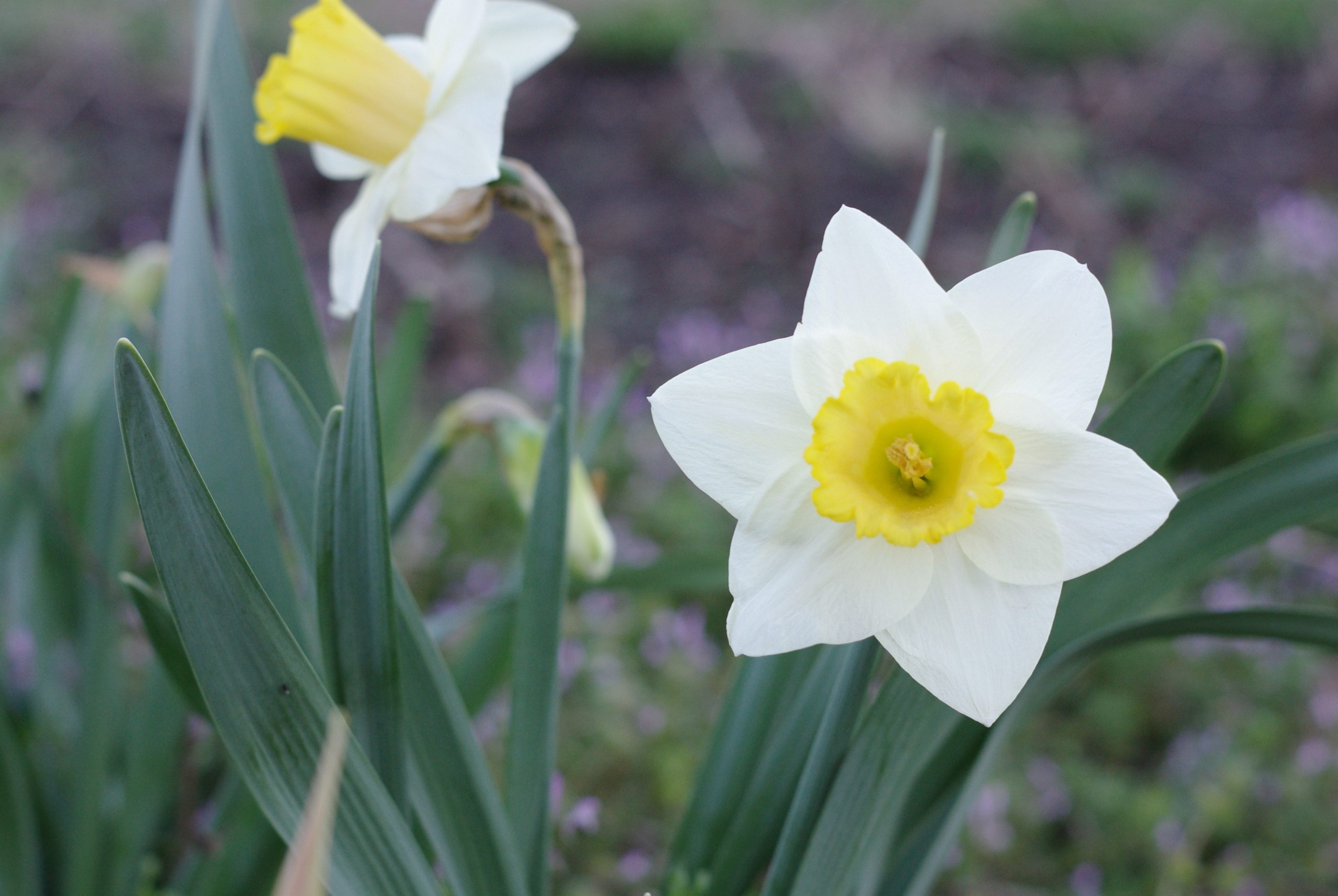 daffodils
