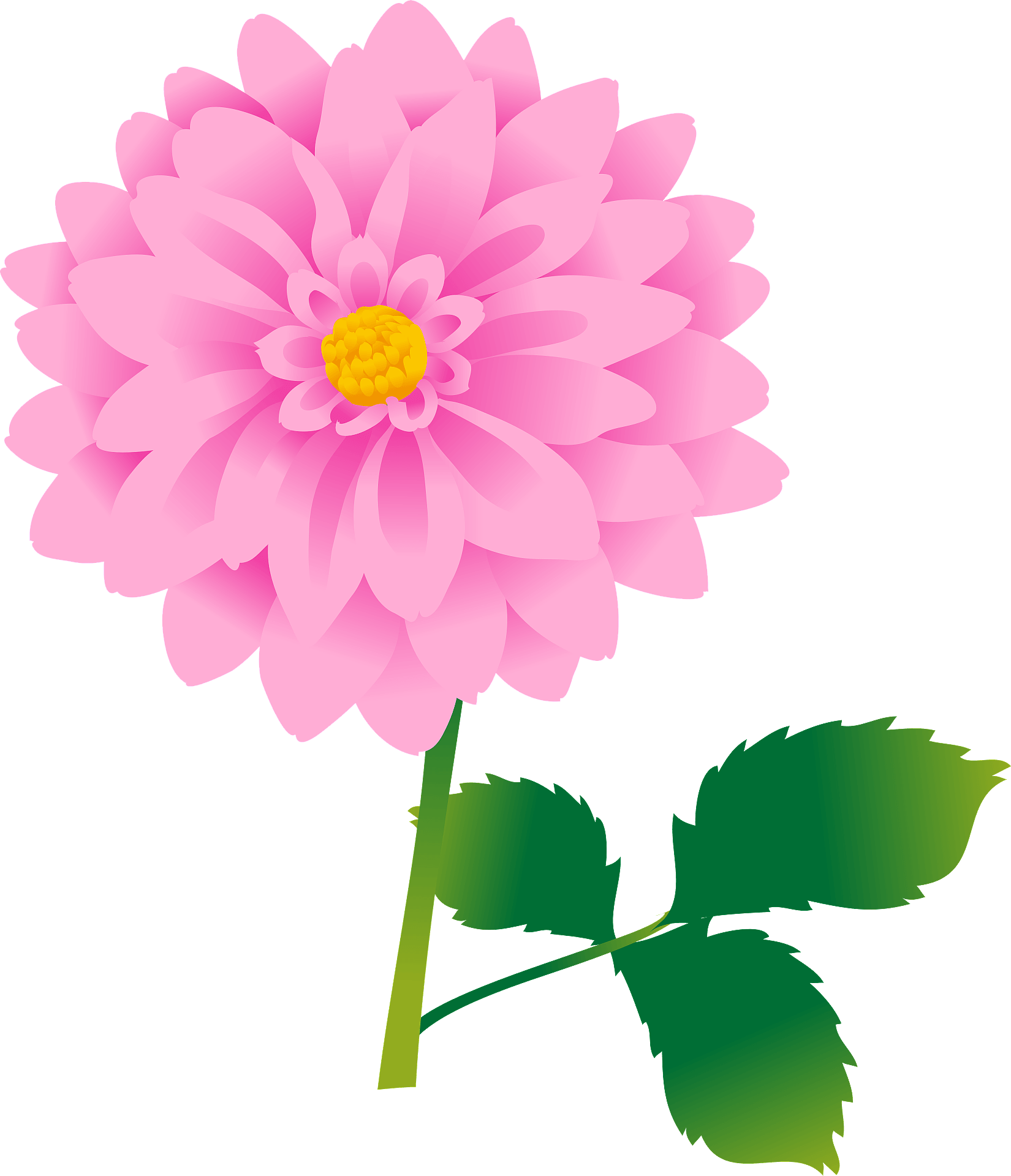 dahlia cliparts