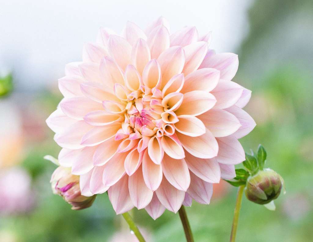 How To Plant Dahlia Tubers - The Flowering Farmhouse
