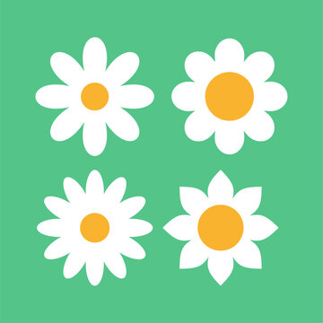 daisy flower clipart