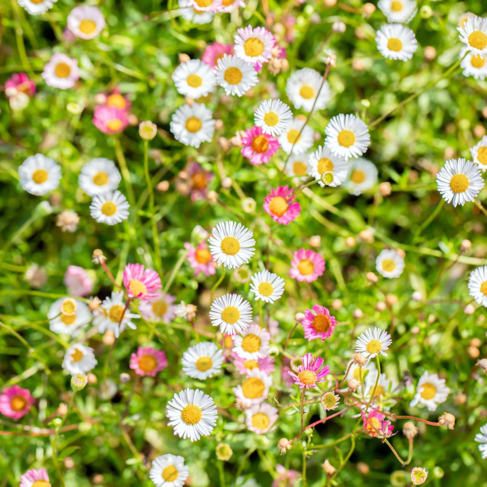 Organic Spanish Daisy Sea of Flowers White, Pot Diameter 11 cm ...