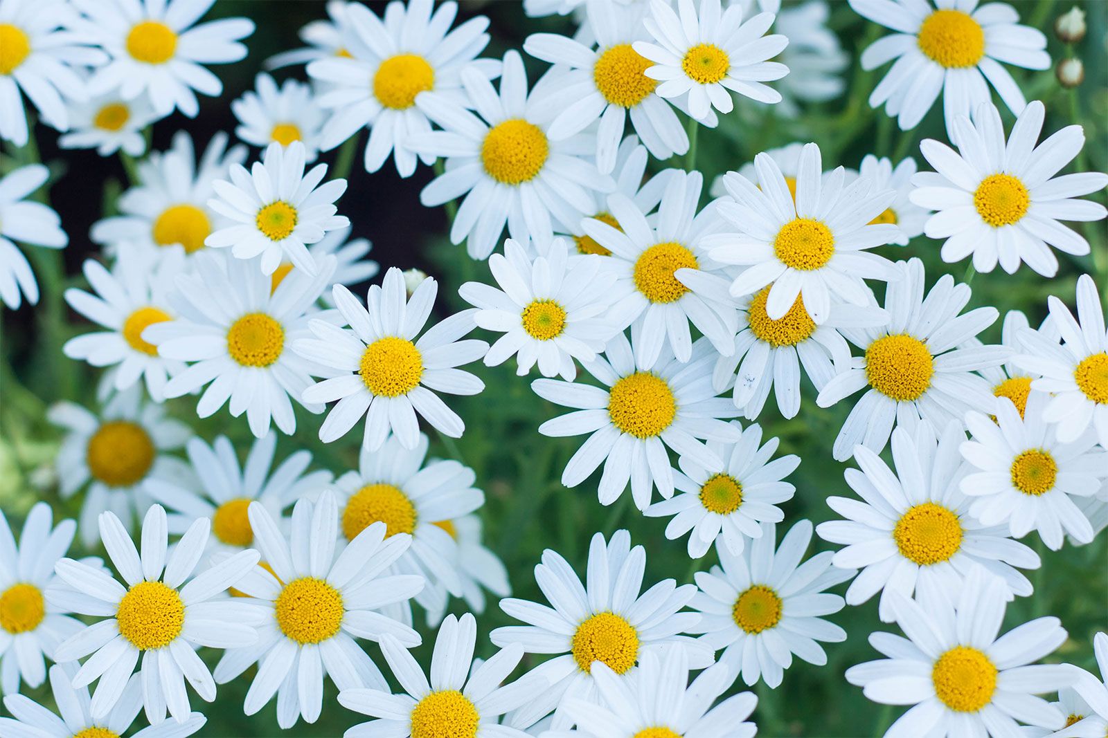 Daisy | Description, Types, Examples, &amp; Facts | Britannica