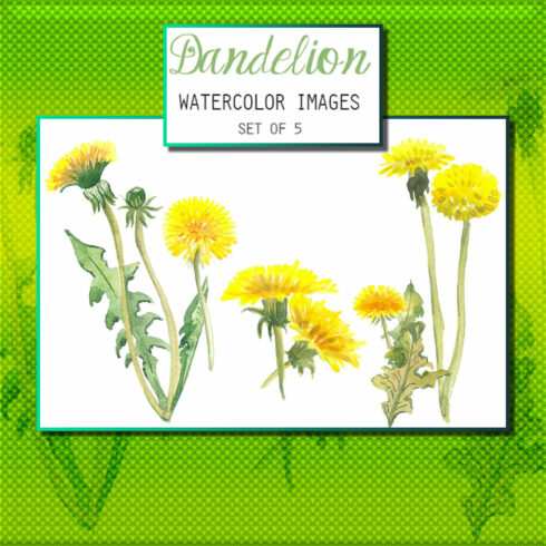 dandelions cliparts 2024
