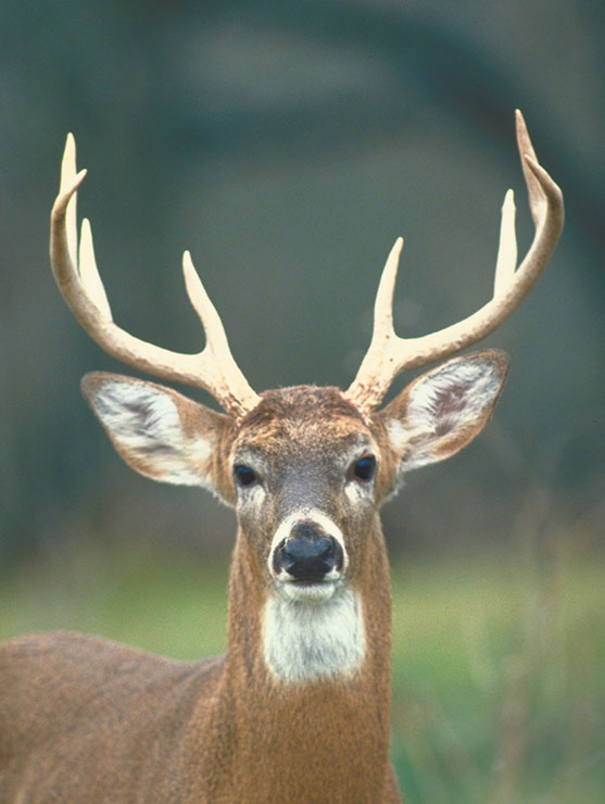 Identifying Types of Deer