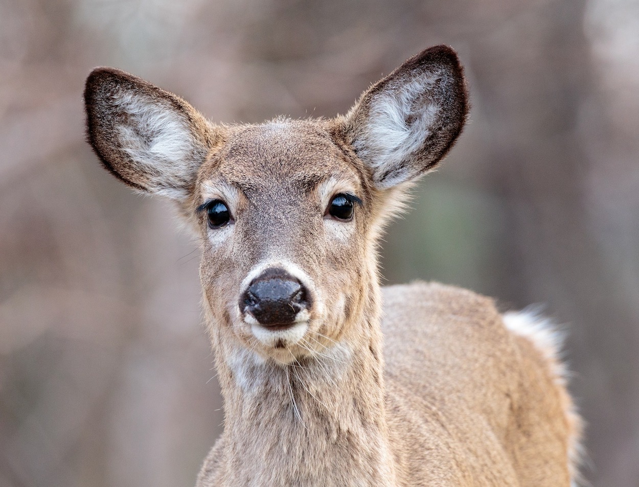 deer