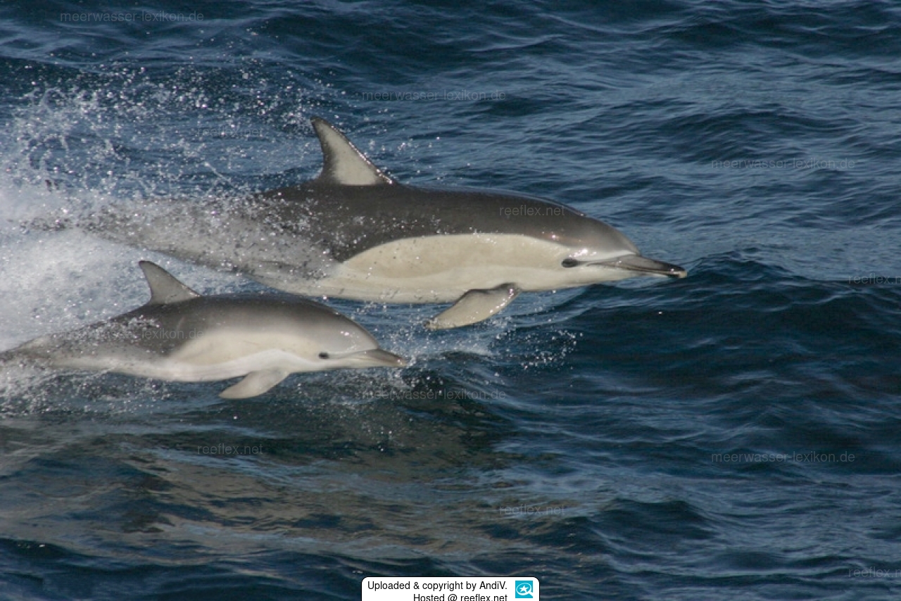 Delphinus delphis Gemeiner Delfin