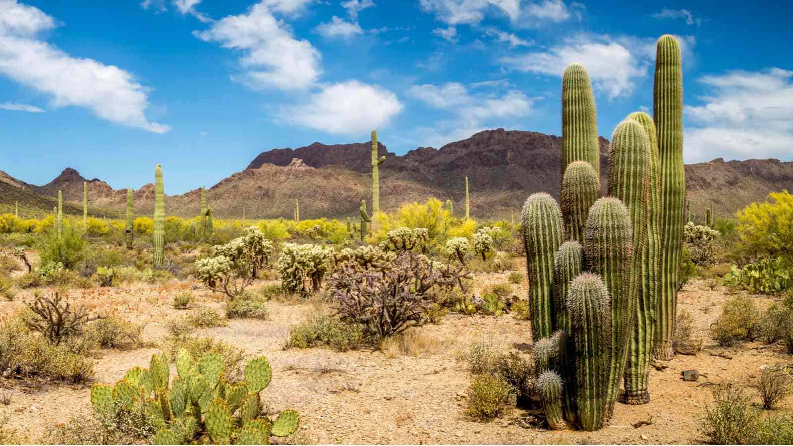 50 Desert Plants - 10 Most Common + 40 Others with Pics &amp; Facts
