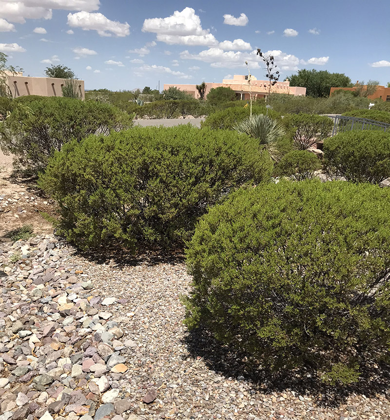 desert shrubs