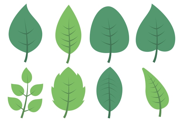 different leaves clipart 2024