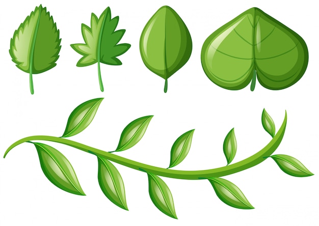 different leaves clipart 2024