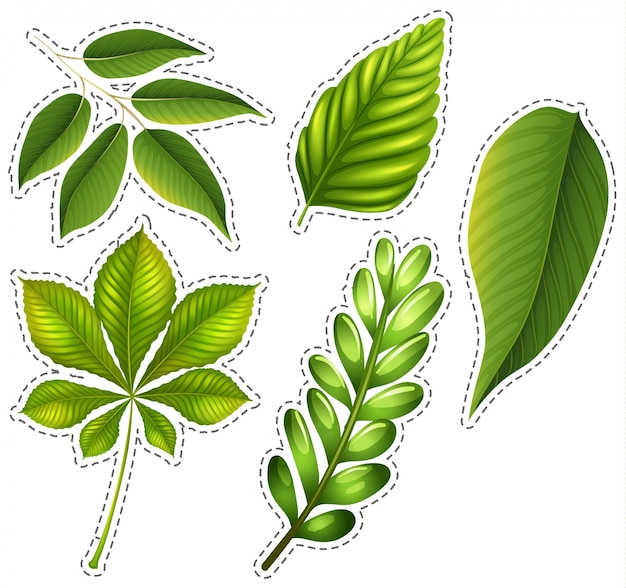 Clipart Leaf Images - Free Download on clipart library