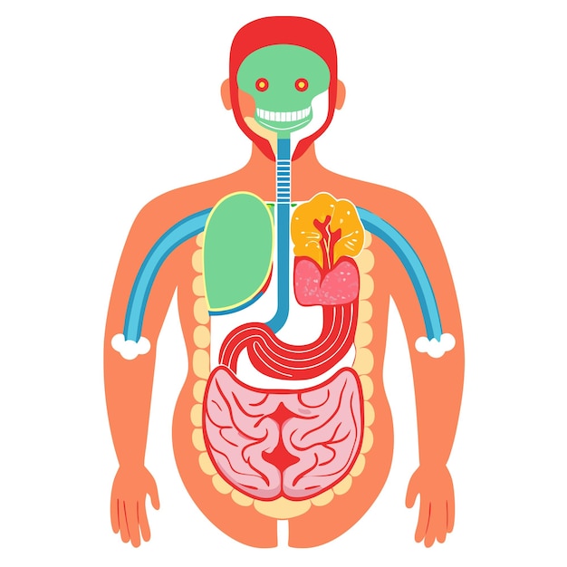 Human digestive system anatomy clipart vector art and illustration ...