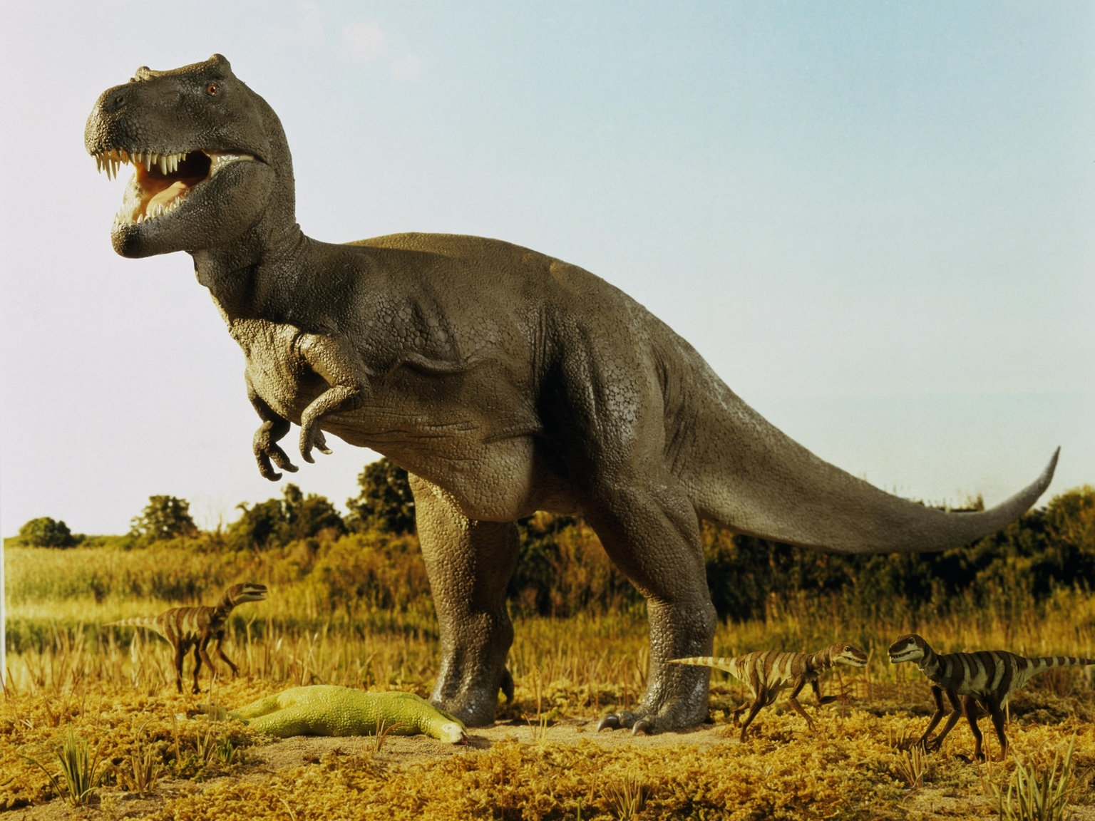 Urzeit: Dinosaurier - Urzeit - Geschichte - Planet Wissen